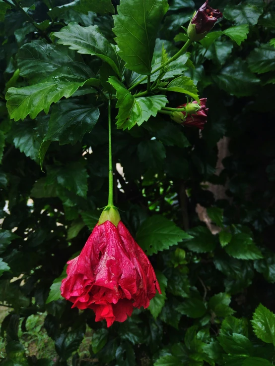 a red flower that is growing out of some trees