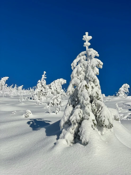 there is snow on the ground and it looks like the ground was covered in snow