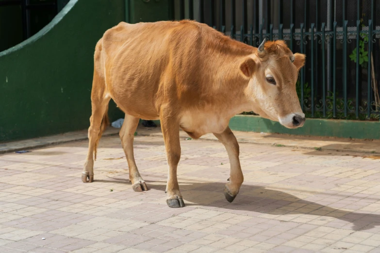 the brown cow is walking in the parking lot