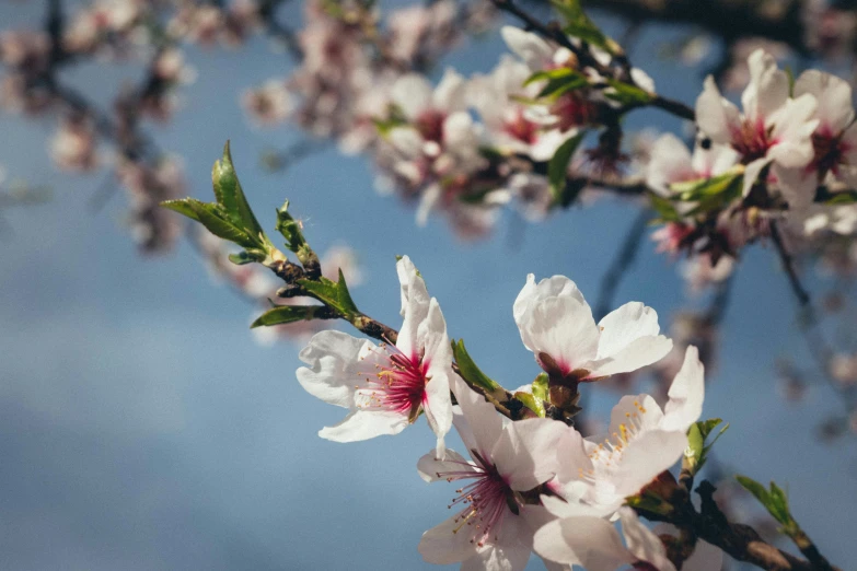 a flowering tree nch with white flowers in a blue sky