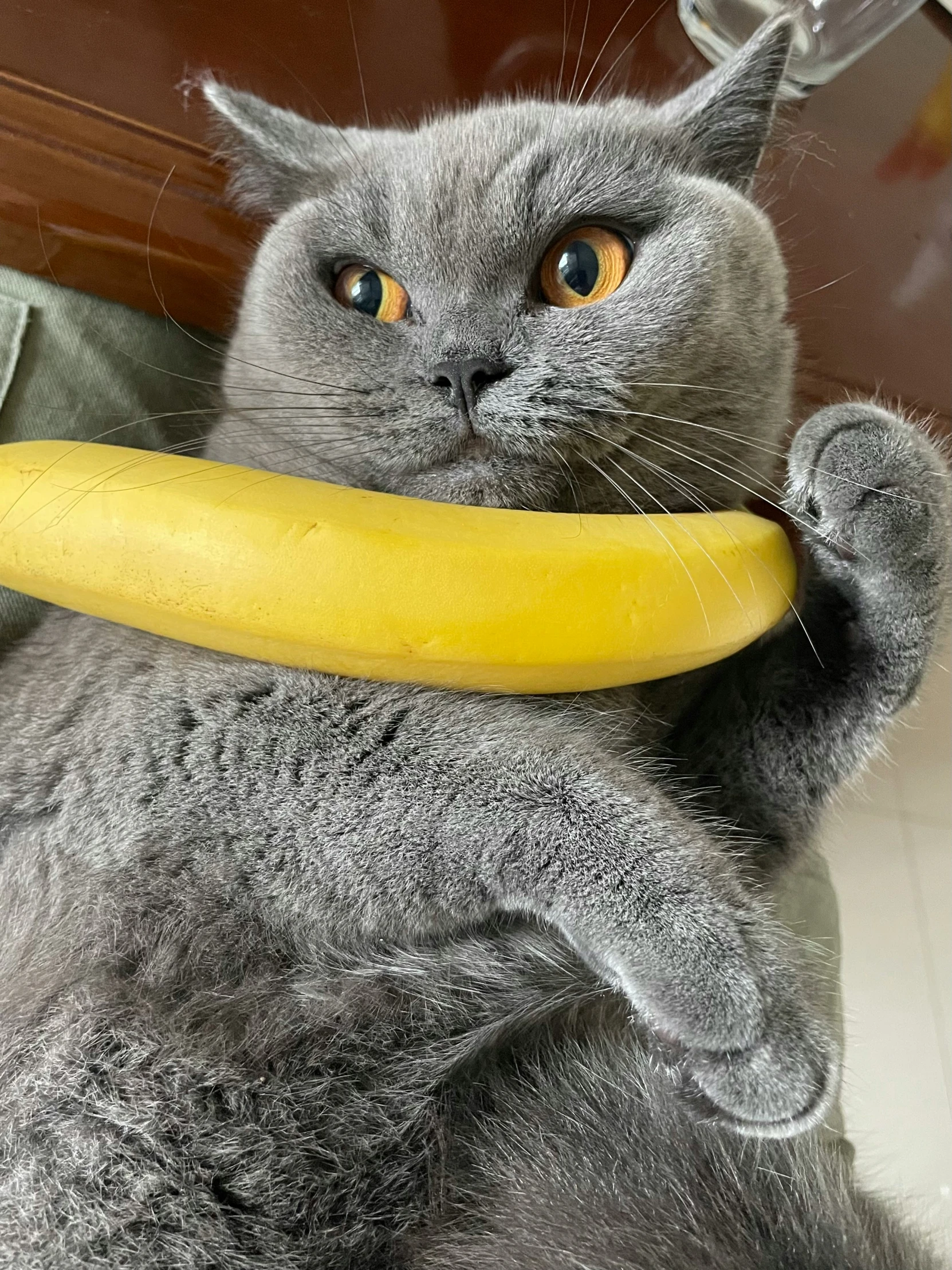 cat holding up a banana to it's chest