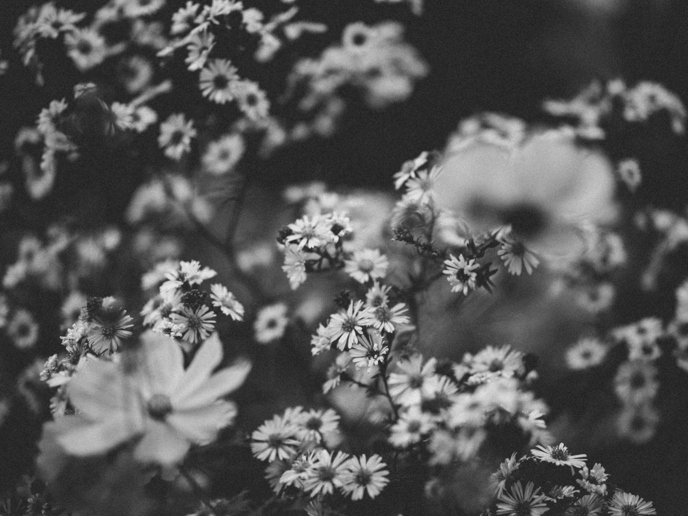 black and white po of a bunch of flowers