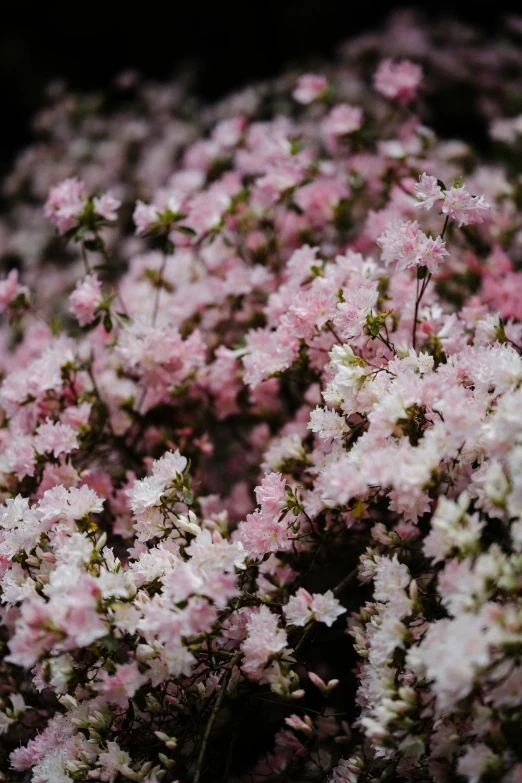 the pink flowers are in bloom near each other