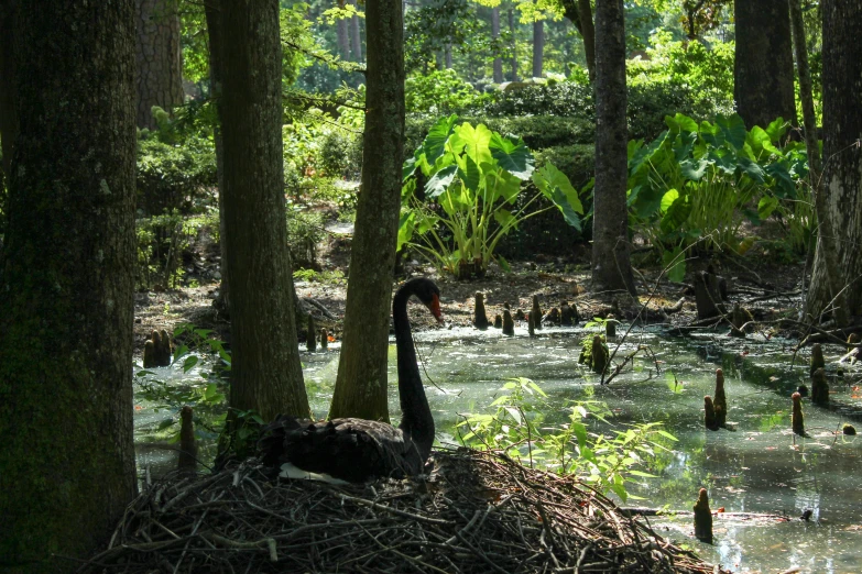 a swan in the woods is walking through the trees