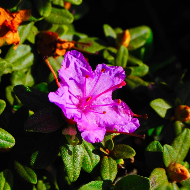 a pink flower blooming on top of green leaves