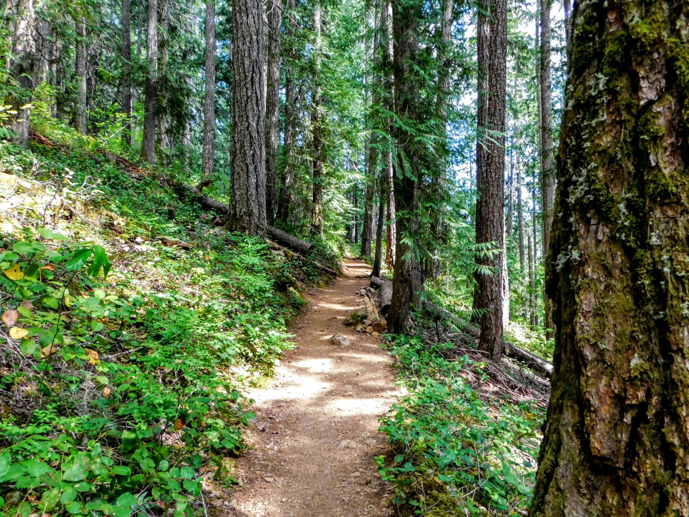 this is an image of the trail in the woods