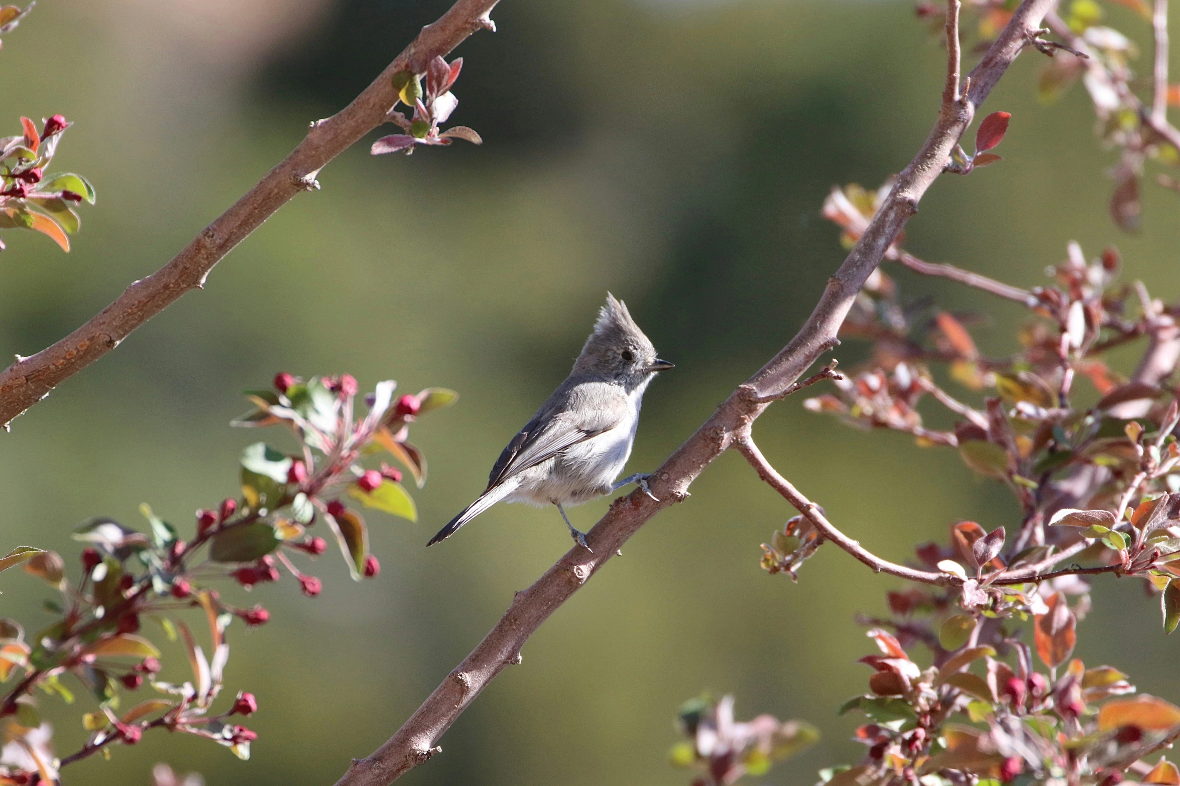 a bird sitting on top of a tree nch