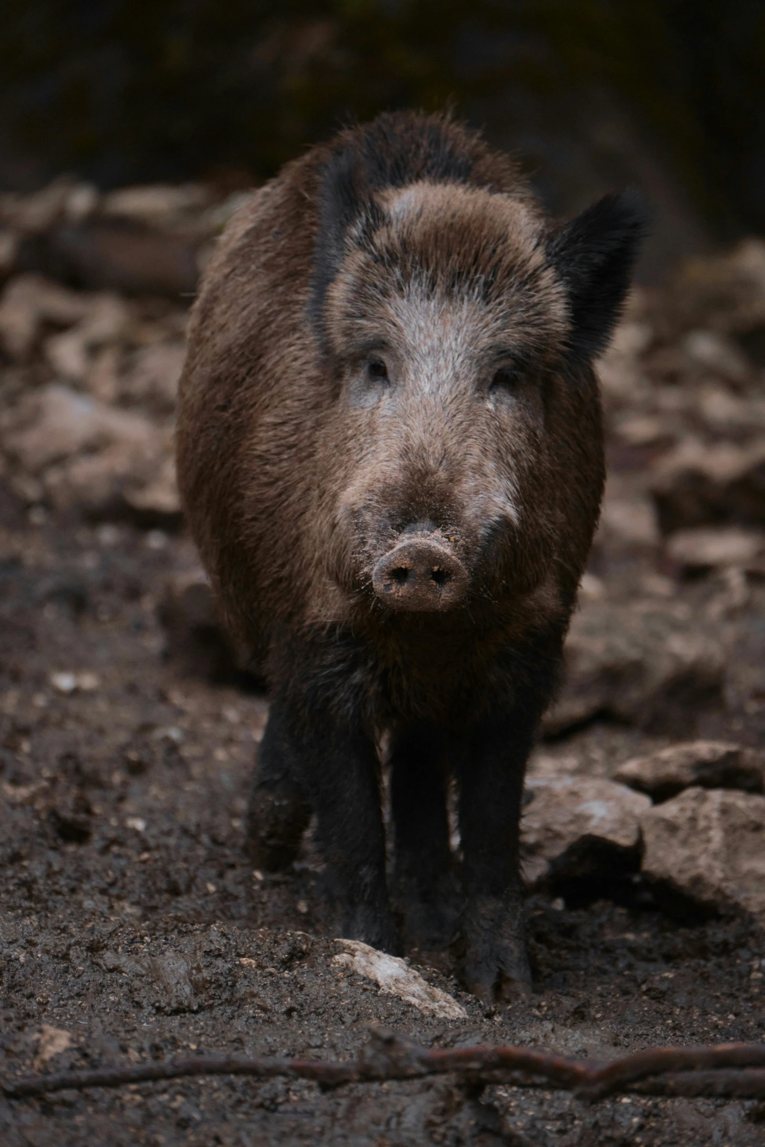 a small pig is running in the dirt