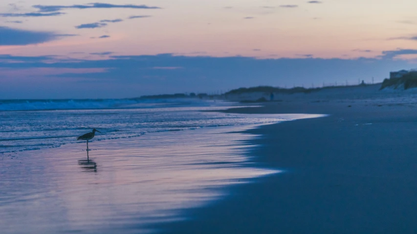 a bird stands in the shallow water near the beach