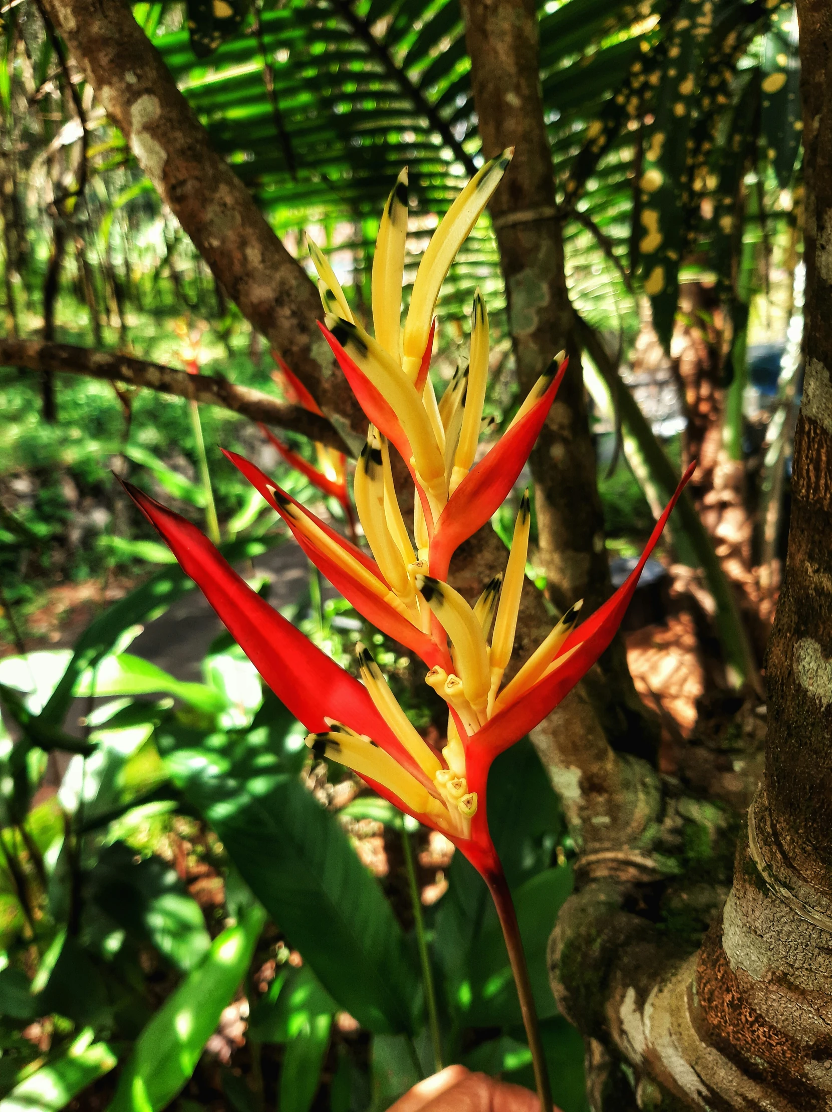 the bright red and yellow flower is blooming in the wild