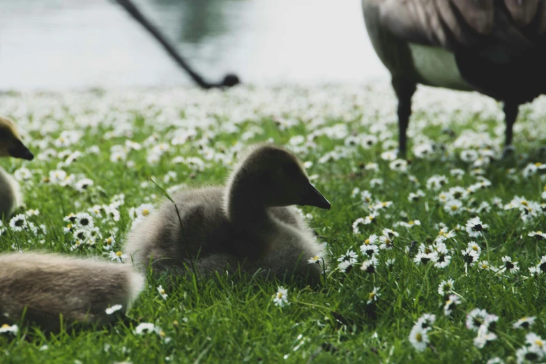 three ducks and two ducklings in the grass near water