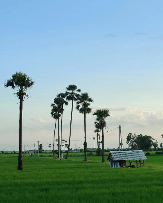 a field with some trees and a fence