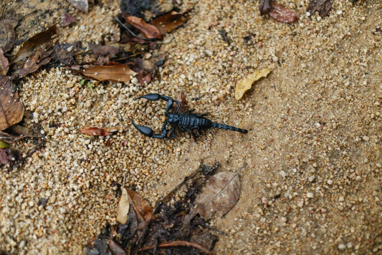 a scorpion on the ground in the sand