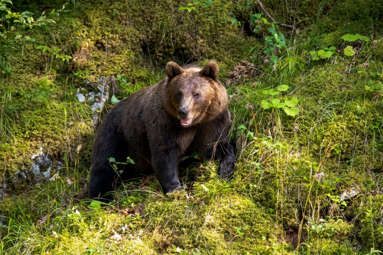 a brown bear standing in the grass near bushes and trees