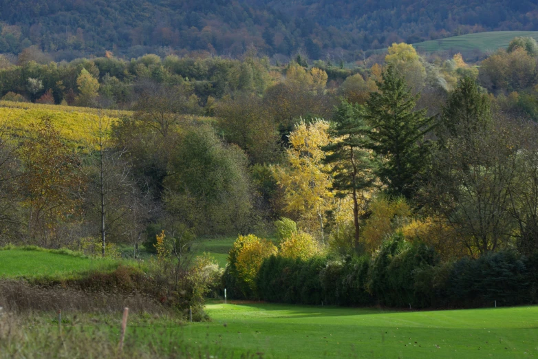 a lush green field surrounded by lots of trees