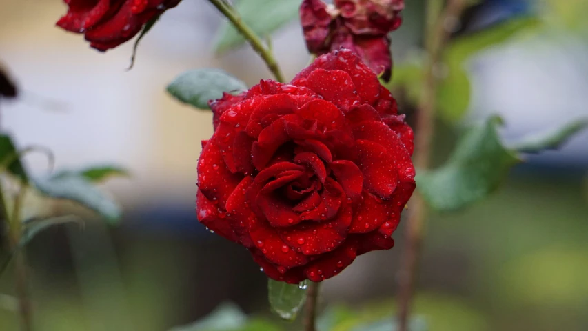 a large red rose with some green leaves