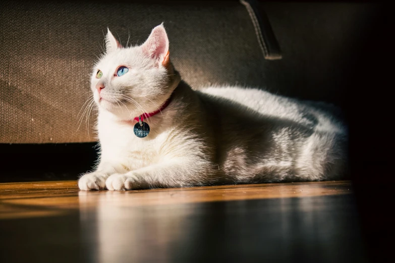 a white cat with bright blue eyes laying on the floor