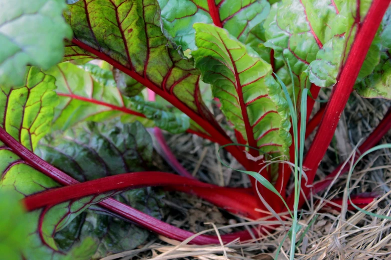 close up of a green leafy plant with red stems