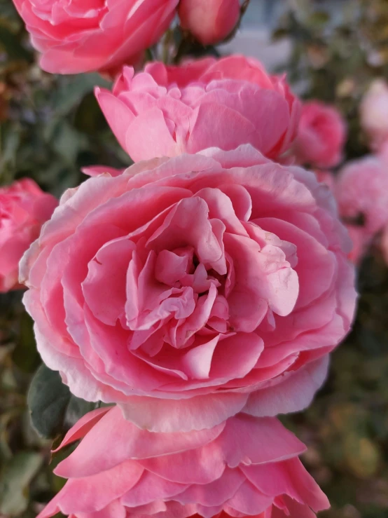 the flowers of a plant with pink petals