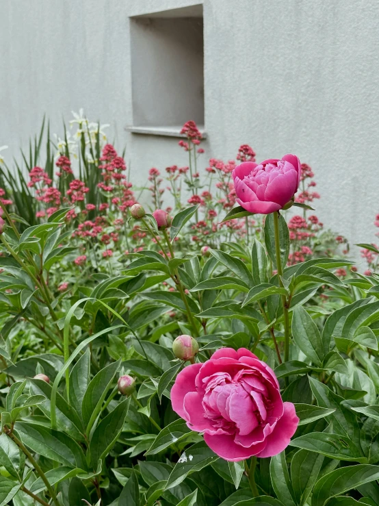 a row of red flowers next to a building