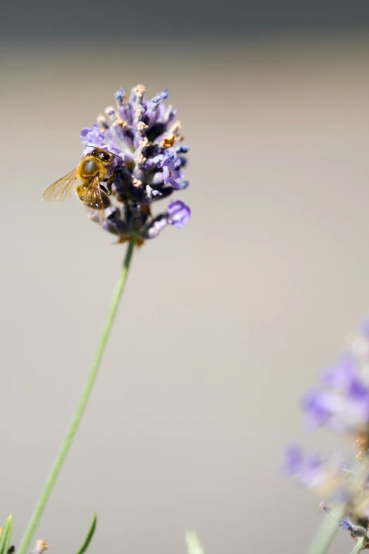 a bee on a lavender flower that is still blooming