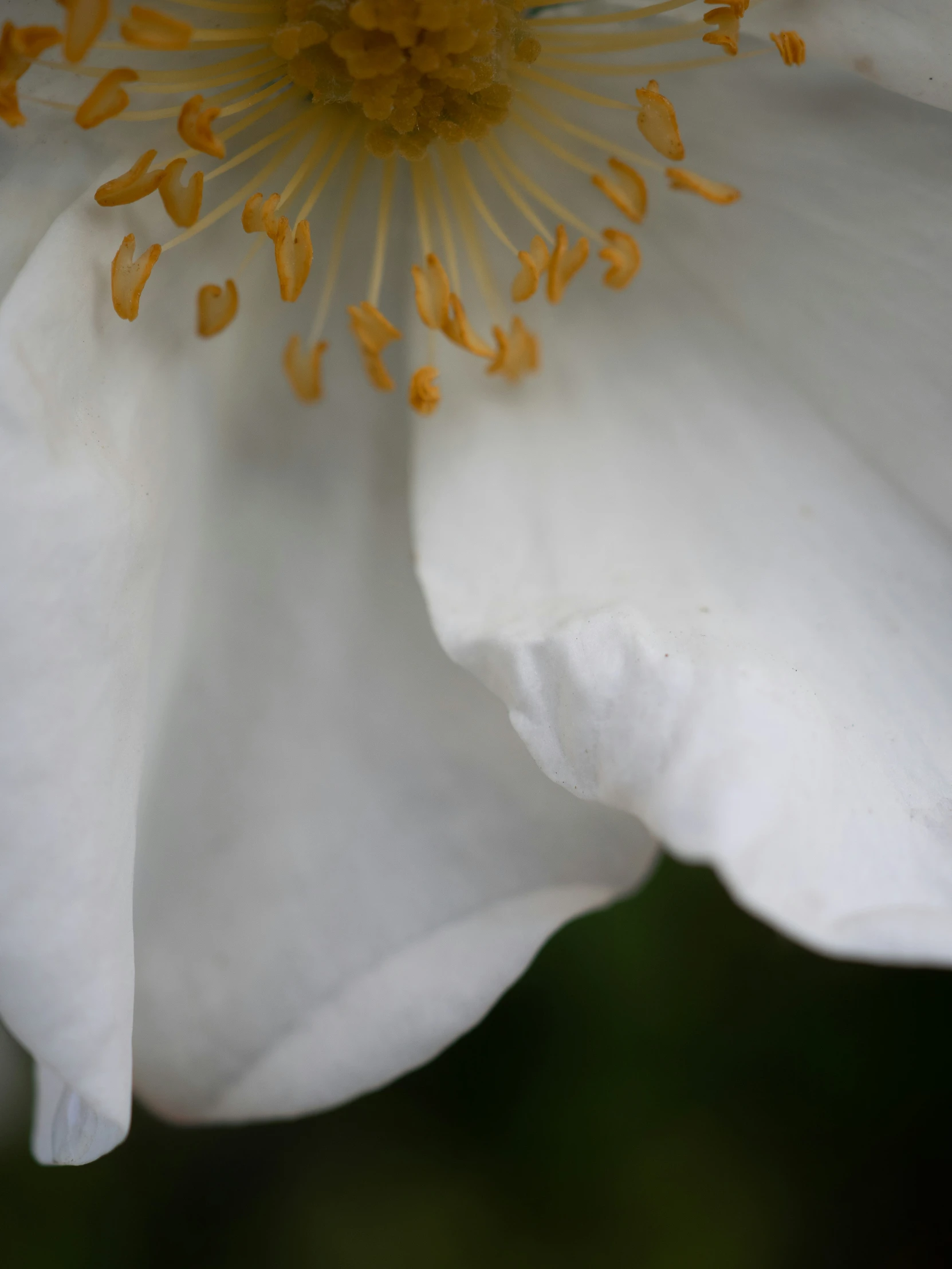 this po shows the center part of a flower