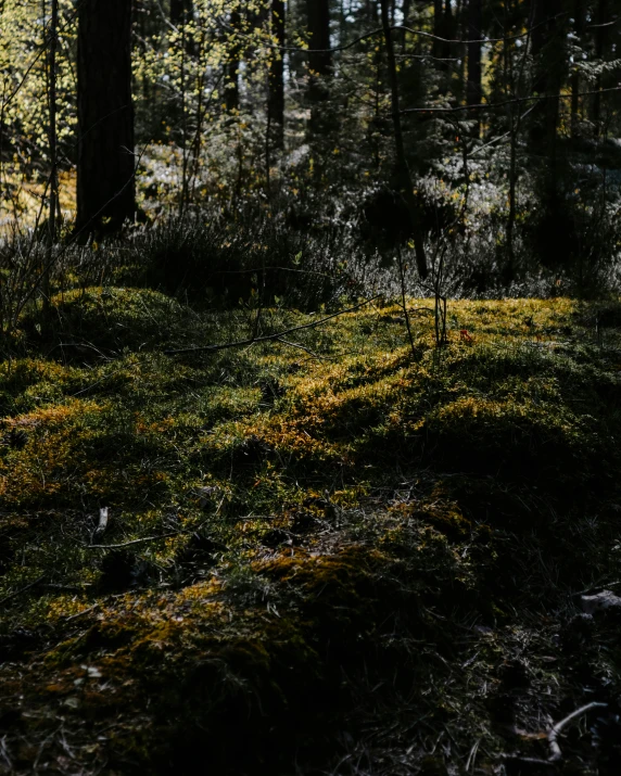 some moss and trees in the woods