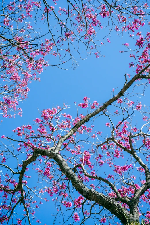 the nches of trees with pink flowers against a blue sky