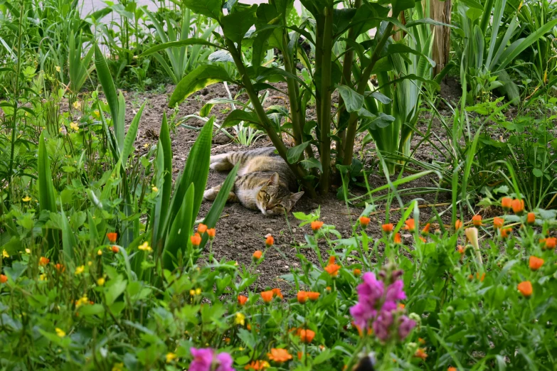 the cat is laying down in the garden