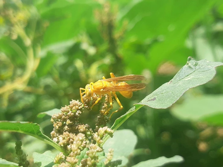 yellow fly sitting on top of a leaf with water drops