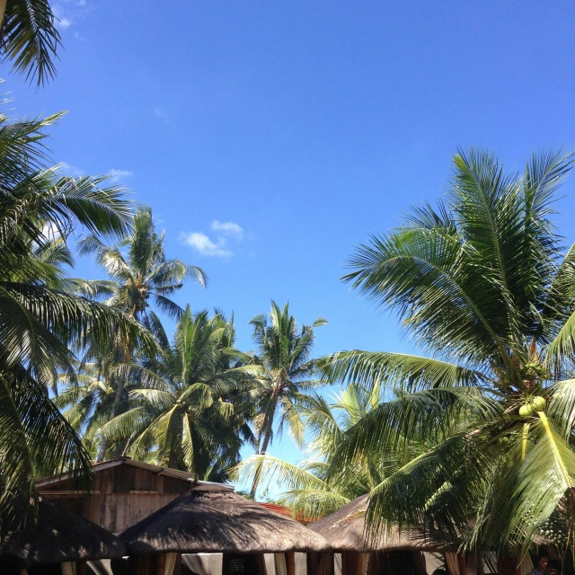 an open air pavilion in the middle of palm trees