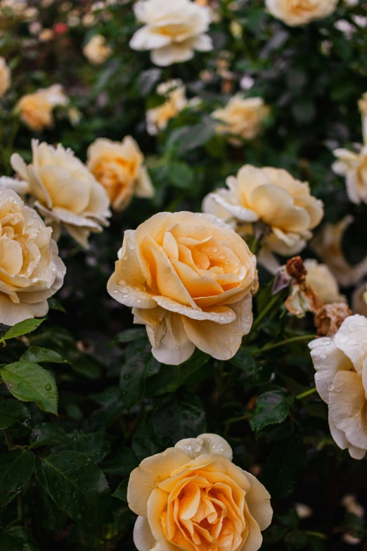 an image of many flowers that are yellow