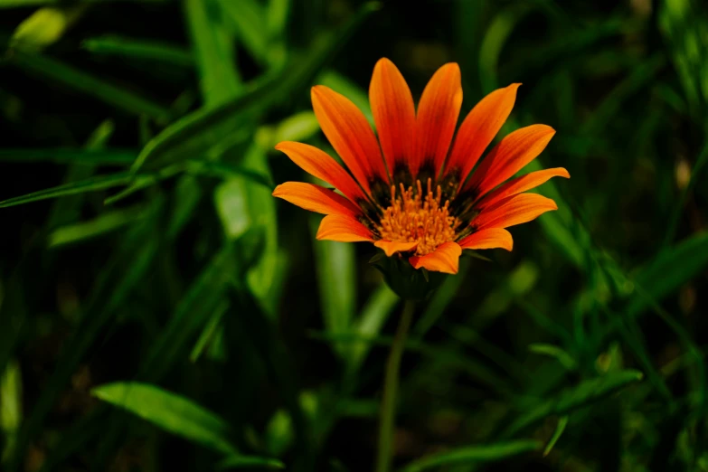 an orange flower in a green field with other flowers