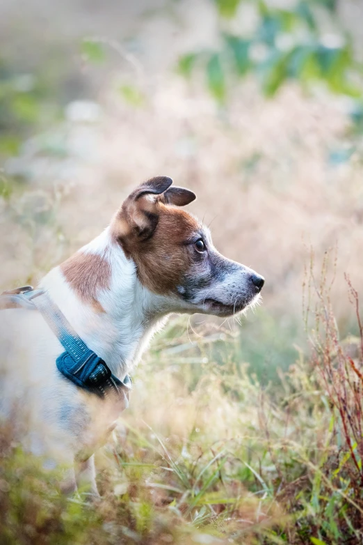 a brown and white dog in a field with tall grass