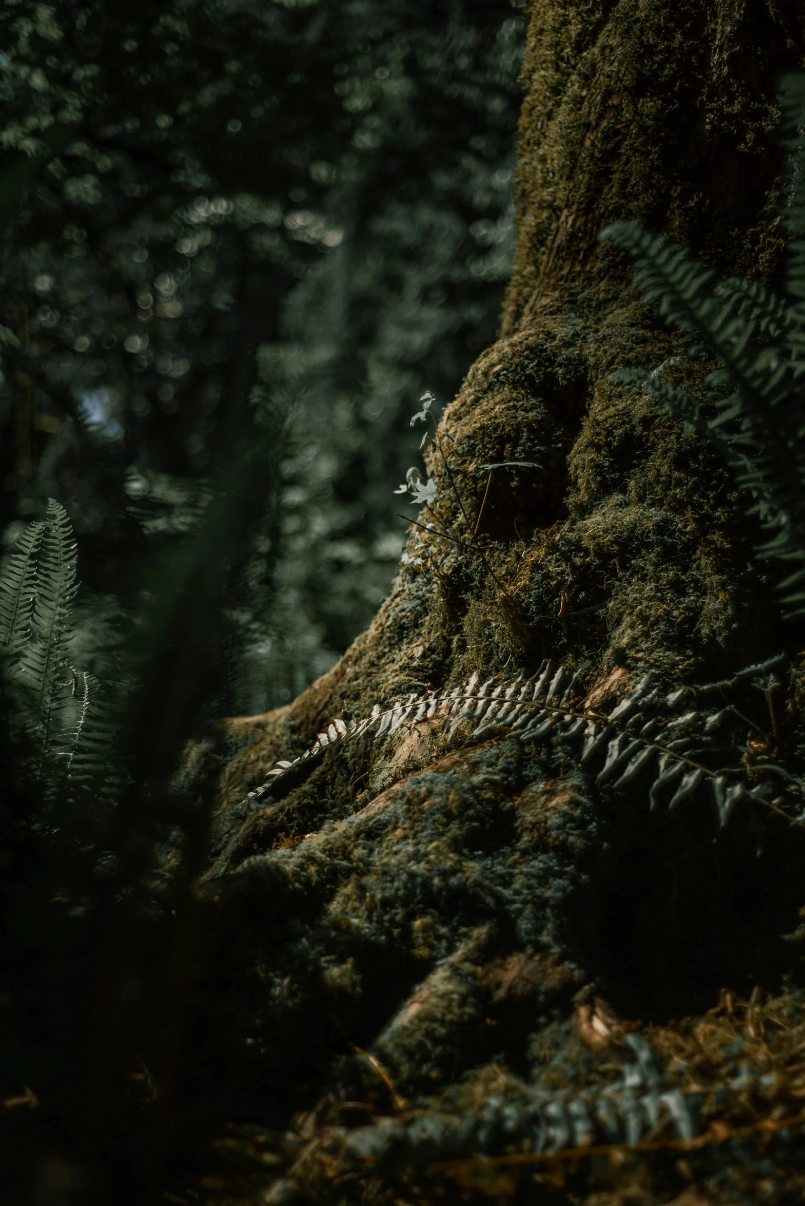 the head of a tree fern grows through the moss