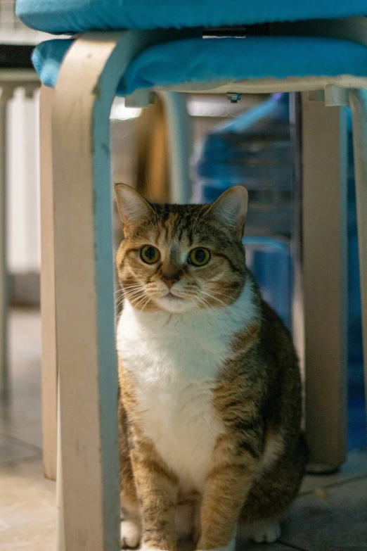 a cat sitting under a small table that is blue