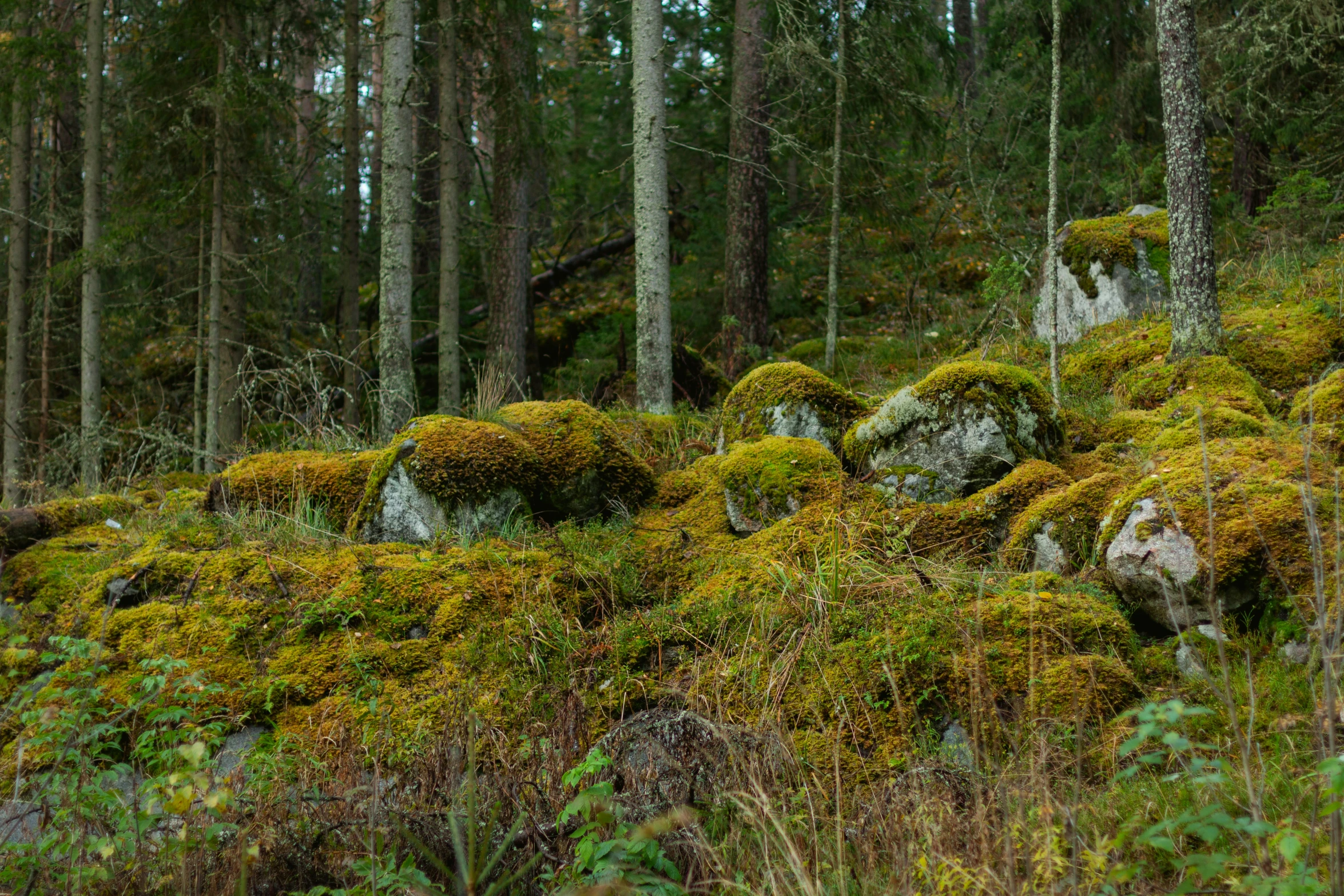 mossy rocks in the woods near a forest