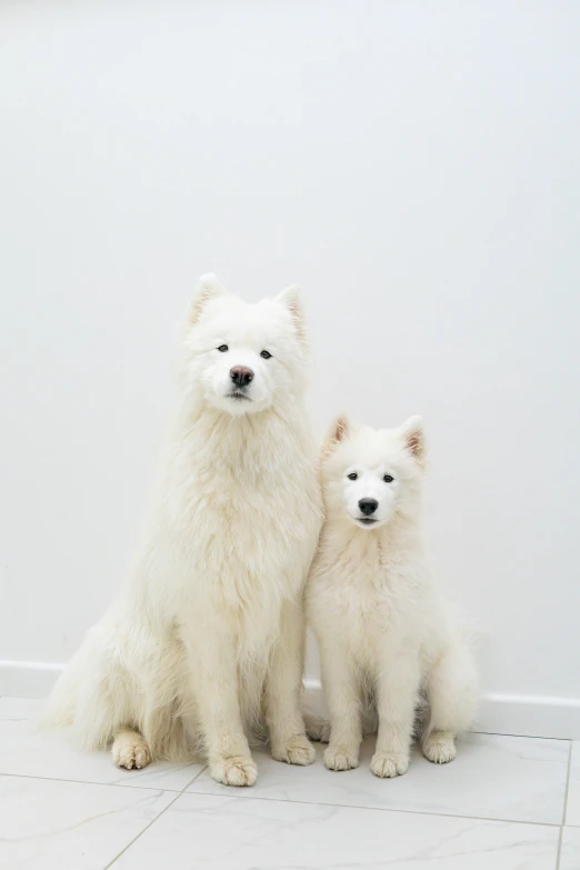 two polar bear puppies sitting next to each other