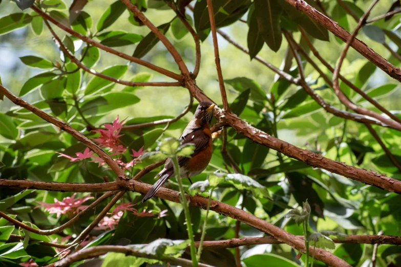 an image of a bird sitting on nch of tree