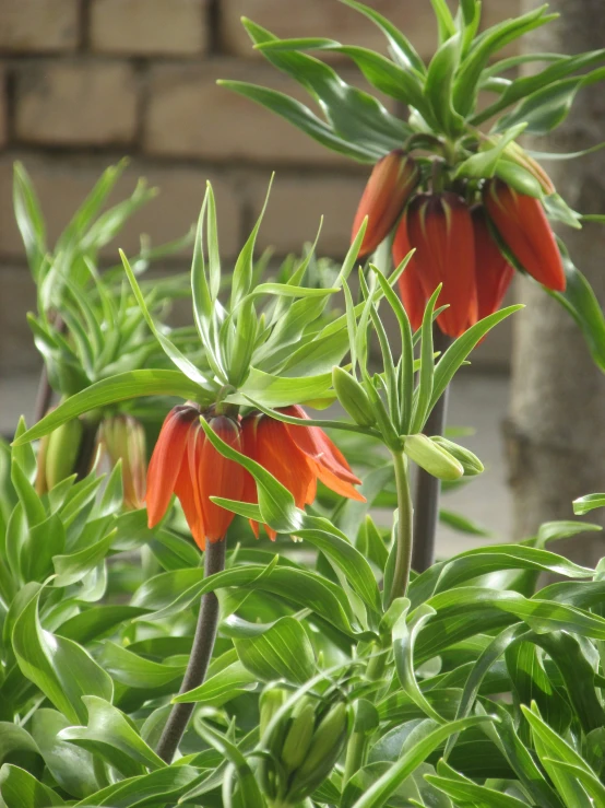 some green leaves and red flowers are in a field