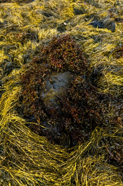 a patch of ground covered in weeds and grass