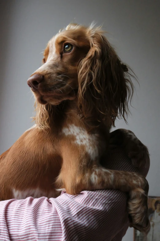 a brown dog is sitting up close in the sun