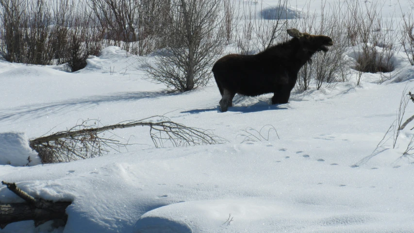 a brown bear walking through snow covered ground