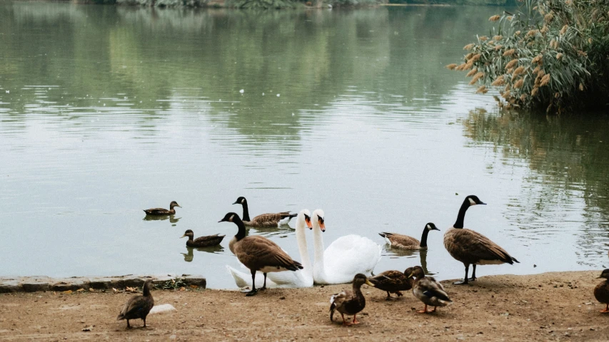 a small group of ducks near the water