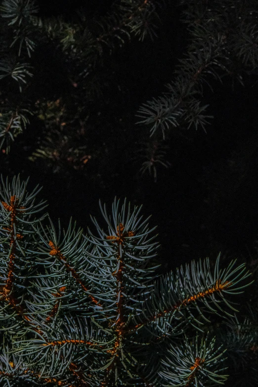 green pine needles and cones under the night sky