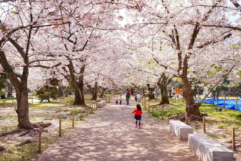 the path in the park is lined with blooming cherry trees