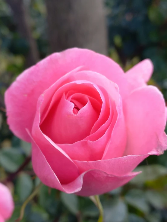 the inside of a pink rose