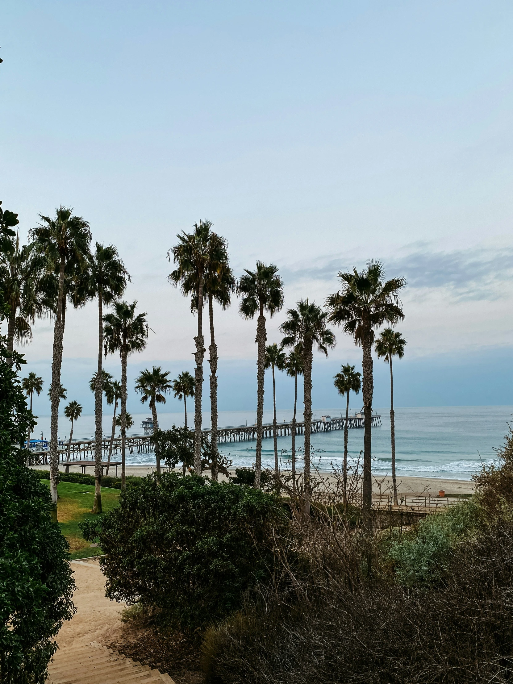 palm trees near the beach on a sunny day