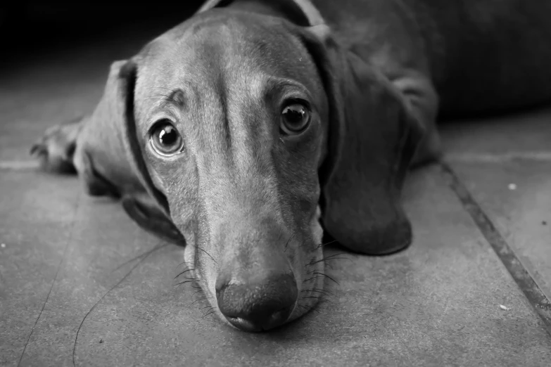 a brown dog sitting on a floor next to a chair