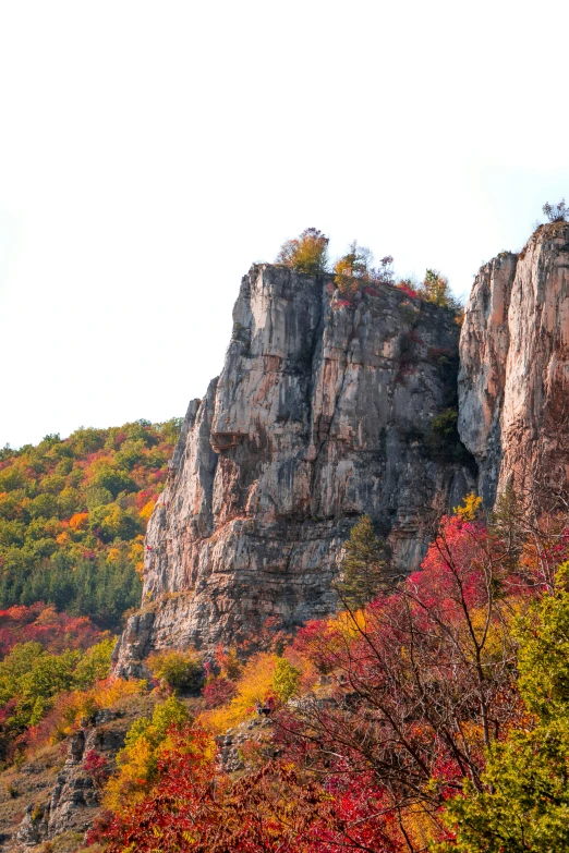 some trees on the side of a mountain